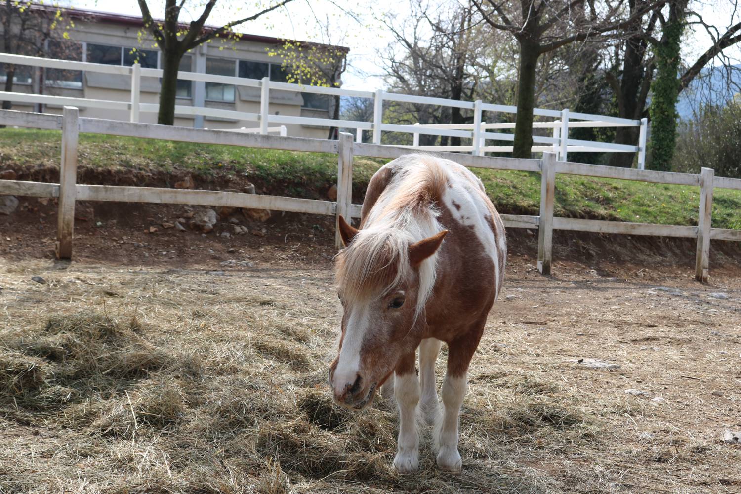 Vor allem für die Kinder sind die Lipica Ponys.