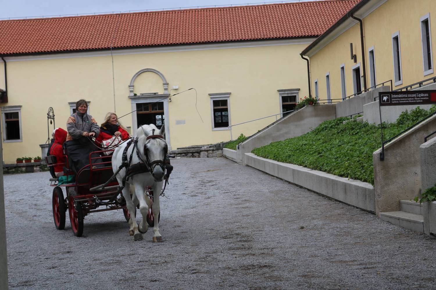 Auch die Kutschen werden von Lipizzanern gezogen.